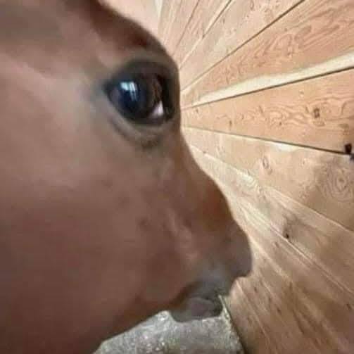 Horse side eye