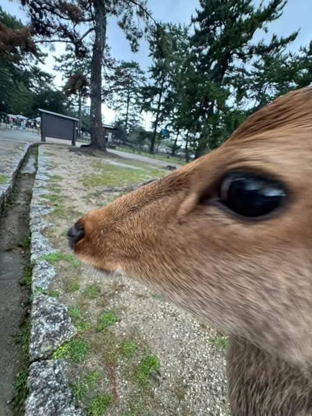Deer side eye