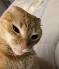 Orange cat side eye