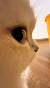 White cat side eye